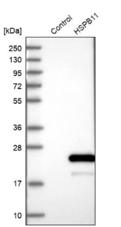 HspB11 Antibody, Novus Biologicals 0.1mL; Unlabeled:Antibodies, Polyclonal